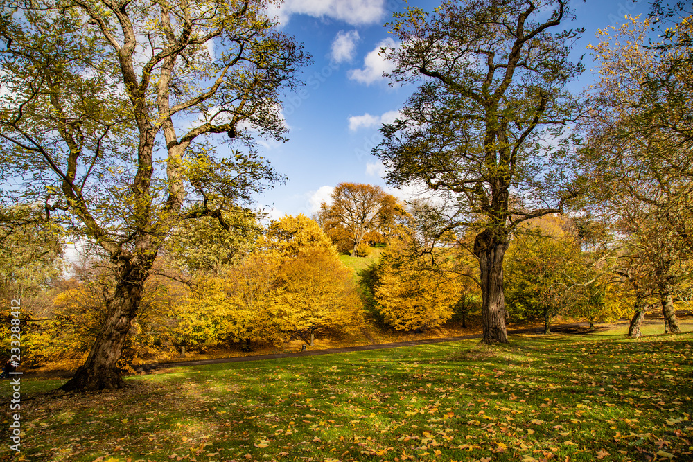 Fototapeta premium autumn in the park by marsell