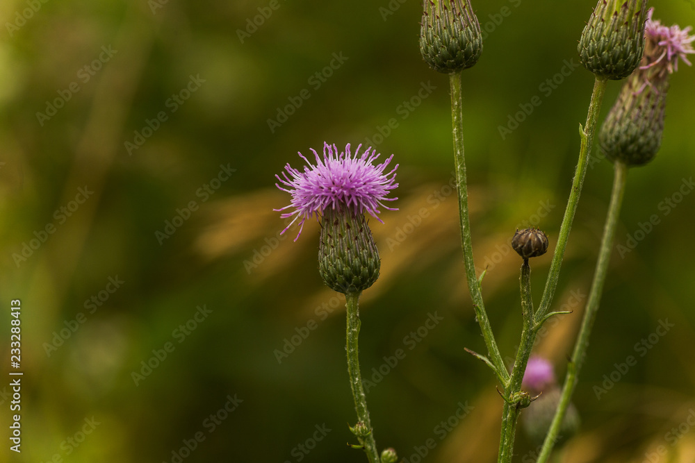 Cirsium arvense, a creeping thistle, like a purple flower truffle. Cirsium arvense, a creeping thistle, like a purple flower truffle.
