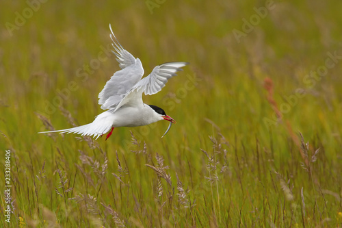 The Arctic Tern, Sterna paradisaea is flying and looking for its chicks to feed them, they nest in typical medow, at the famous Jökulsárlón glacier lake in Iceland © Petr Šimon