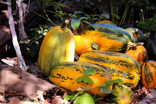 An autumn view in the garden 