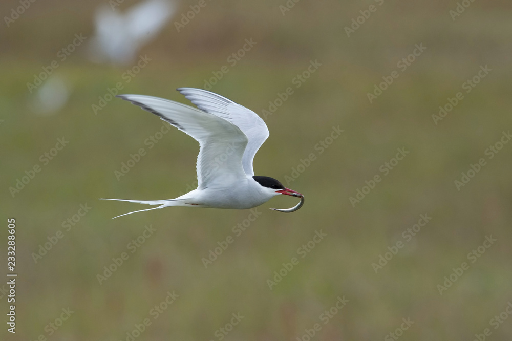 The Arctic Tern, Sterna paradisaea is flying and looking for its chicks to feed them, they nest in typical medow, at the famous Jökulsárlón glacier lake in Iceland The Arctic Tern, Sterna paradisaea is flying and looking for its chicks to feed them, they nest in typical medow, at the famous Jökulsárlón glacier lake in Iceland