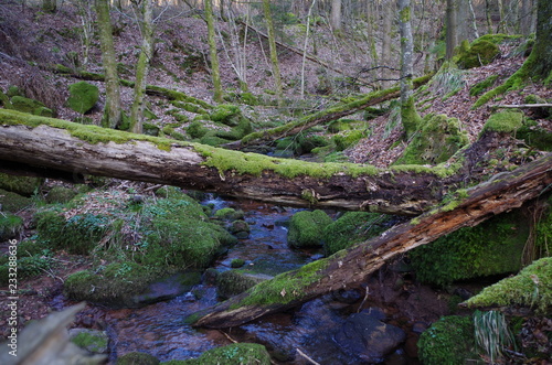 B  ume und Waldbach