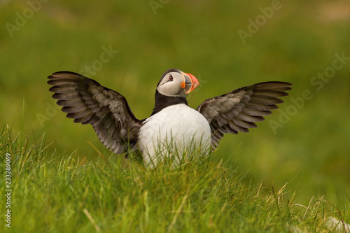 The Atlantic puffin, Fratercula arctica is sitting in the green grass very clouse to its nesting hole. It is typical nesting habitat in the grass in small island named Mykines in the Faroe Islands... © Petr Šimon