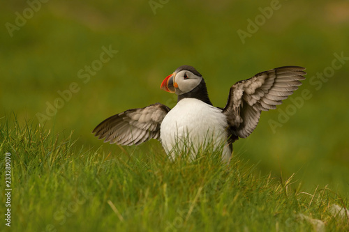 The Atlantic puffin, Fratercula arctica is sitting in the green grass very clouse to its nesting hole. It is typical nesting habitat in the grass in small island named Mykines in the Faroe Islands...