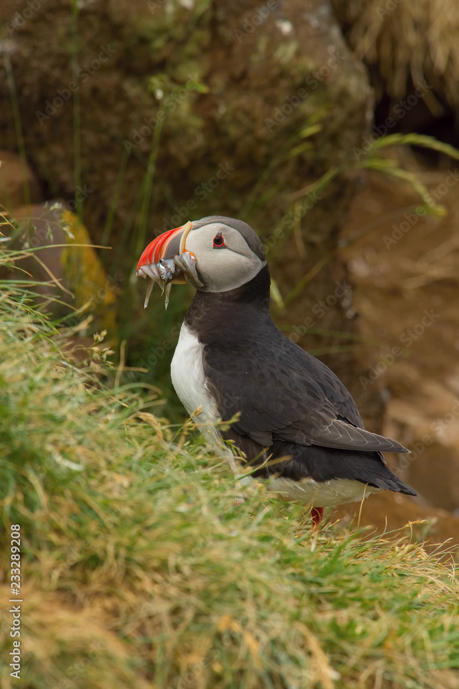 Fototapeta premium The Atlantic puffin, Fratercula arctica is sitting in the grass very clouse to its nesting hole. It is typical nesting habitat in the grass on the high cliffs on the Atlantic coast in Iceland