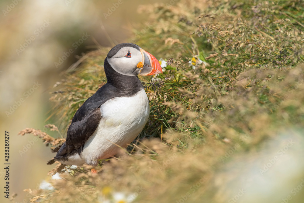 The Atlantic puffin, Fratercula arctica is sitting in the grass very clouse to its nesting hole. It is typical nesting habitat in the grass on the high cliffs on the Atlantic coast in Iceland The Atlantic puffin, Fratercula arctica is sitting in the grass very clouse to its nesting hole. It is typical nesting habitat in the grass on the high cliffs on the Atlantic coast in Iceland