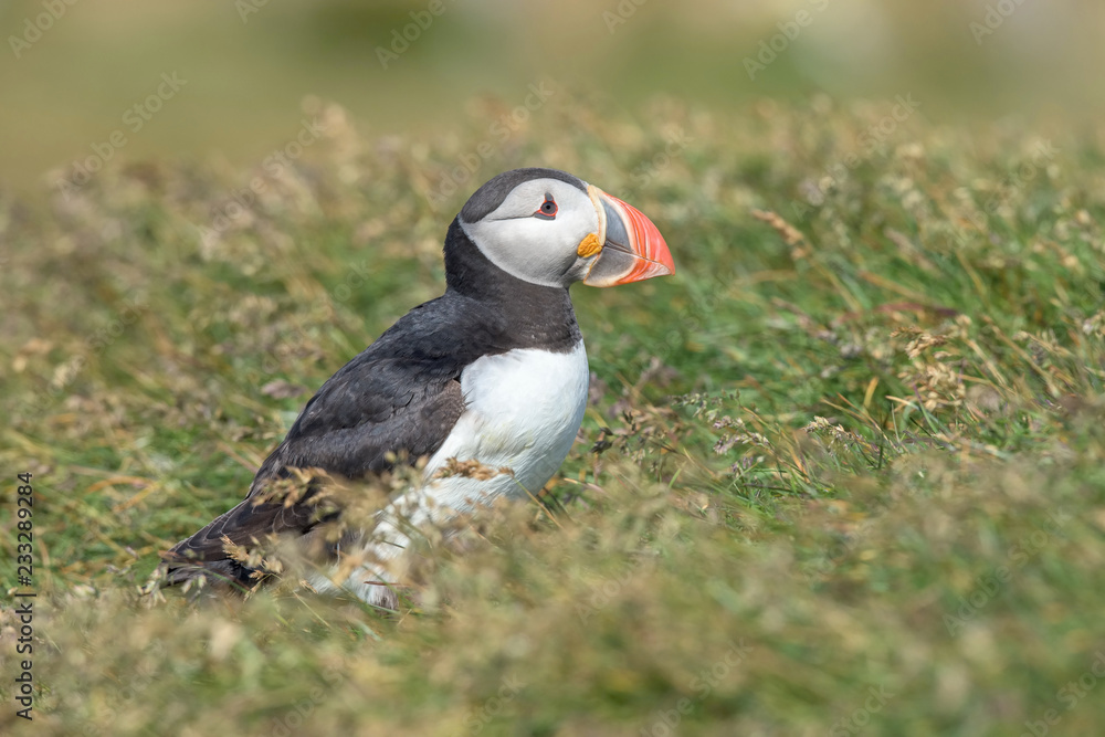 Obraz premium The Atlantic puffin, Fratercula arctica is sitting in the grass very clouse to its nesting hole. It is typical nesting habitat in the grass on the high cliffs on the Atlantic coast in Iceland