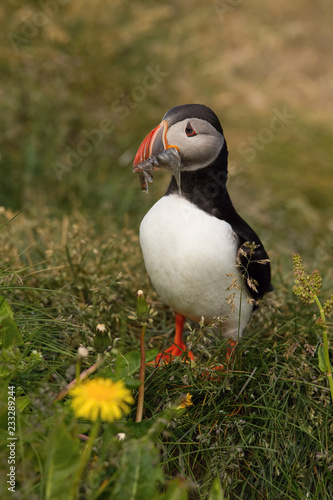 The Atlantic puffin, Fratercula arctica is sitting in the grass very clouse to its nesting hole. It is typical nesting habitat in the grass on the high cliffs on the Atlantic coast in Iceland