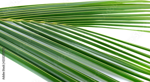 leaves coconut isolated on white background