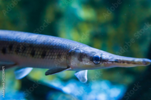 longnose gar also know as needlenose gar a tropical fish from america and mexico closeup face portrait photo
