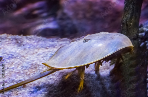 Marine life portrait of a Chinese or japanese horseshoe crab a water scorpion from asia photo