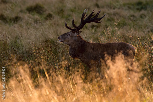 The Red Deer  Cervus elaphus stands in dry grass  in typical autumn environment  majestic animal proudly wearing his antlers  sparkle in the eye  ready to fight for an ovulating hind...