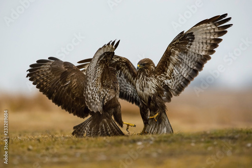 The Common Buzzards, Buteo buteo are fighting in autumn color environment of wildlife. They threaten with its claws. ..