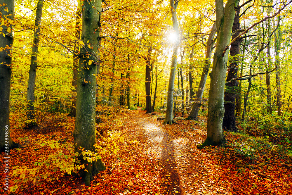 Sonnenlicht auf einer Lichtung im herbstlichen Mischwald, Waldbad als Meditation im goldenen Herbstwald