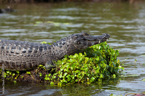 Dark alligator (Caiman yacare) in Esteros del Ibera, Argentina.