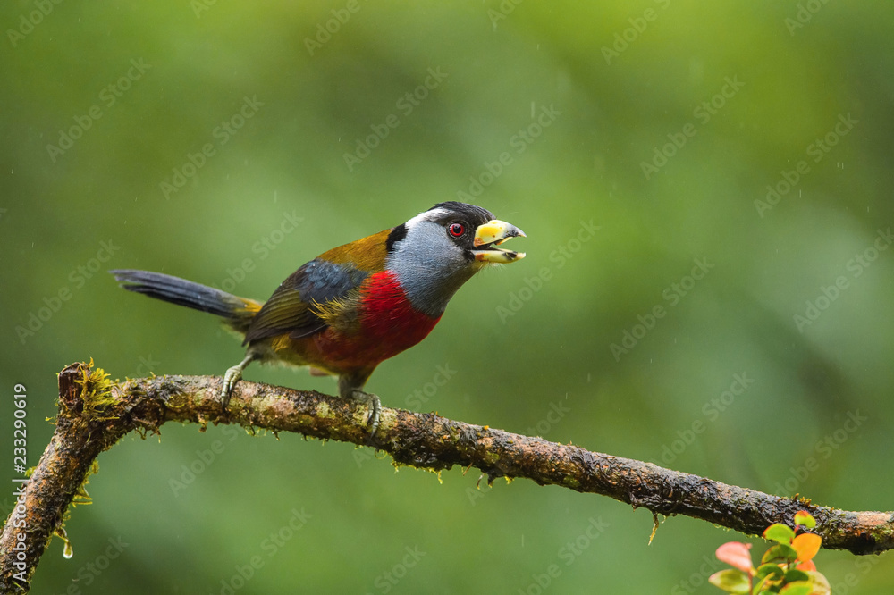 The Toucan Barbet, Semnornis ramphastinus is sitting and posing on the branch, amazing picturesque green background, in the morning during sunrise, Ecuador