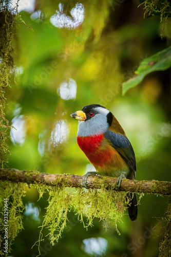 The Toucan Barbet, Semnornis ramphastinus is sitting and posing on the branch, amazing picturesque green background, in the morning during sunrise, Ecuador