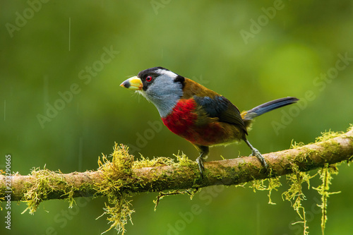 The Toucan Barbet, Semnornis ramphastinus is sitting and posing on the branch, amazing picturesque green background, in the morning during sunrise, Ecuador © Petr Šimon