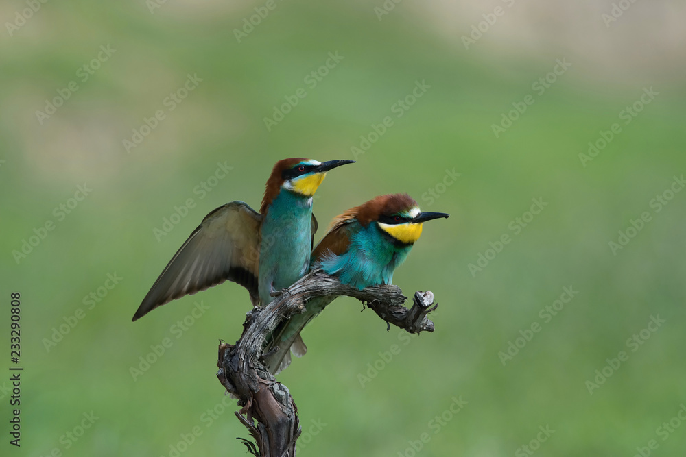 Obraz premium The European Bee-eaters, Merops apiaster are sitting and mating on a nice branch, during mating season, nice colorful background and soft golden light, opened wings, Czechia..