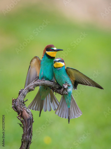 Fotografie The European Bee-eaters, Merops apiaster are sitting and mating on a nice branch, during mating season, nice colorful background and soft golden light, opened wings, Czechia