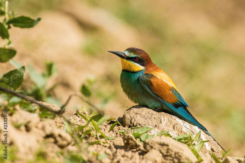 The European Bee-eaters, Merops apiaster is sitting and showing off on a nice branch, has some insect in its beak, during mating season, nice colorful background and soft golden light, Czechia The European Bee-eaters, Merops apiaster is sitting and showing off on a nice branch, has some insect in its beak, during mating season, nice colorful background and soft golden light, Czechia