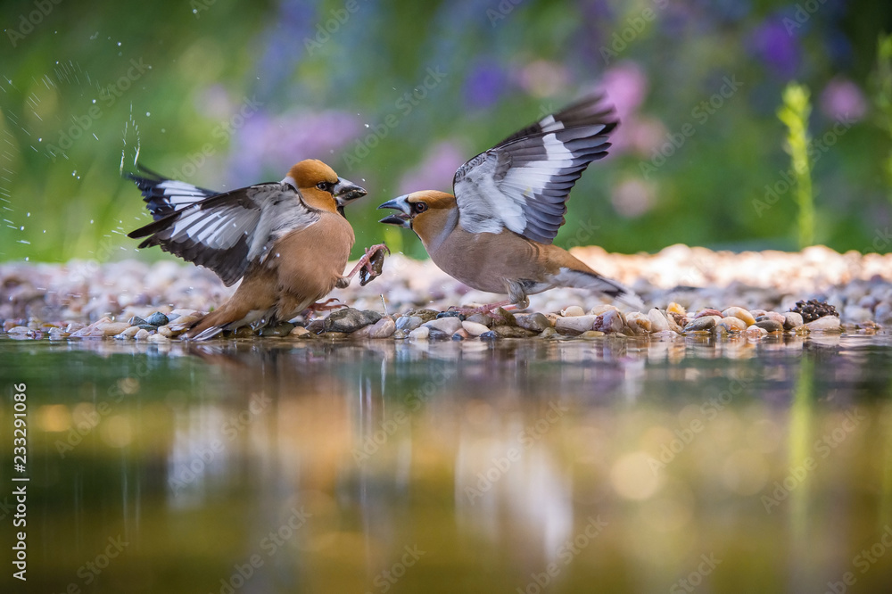 Obraz premium The Hawfinch, Coccothraustes coccothraustes duel at the waterhole in the forest. Both are reflecting on the surface with opened wings. Colorful backgound with some flower. They are pecking each other.