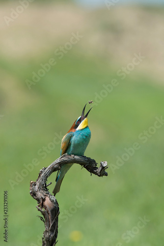 The European Bee-eaters, Merops apiaster is sitting and showing off on a nice branch, has some insect in its beak, during mating season, nice colorful background and soft golden light, Czechia © Petr Šimon