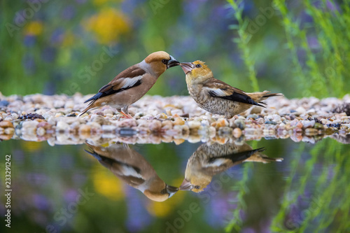 The Hawfinch, Coccothraustes coccothraustes feeding the chicks at the waterhole in the forest. Both are reflecting on the surface with opened wings. Colorful backgound with some flower.