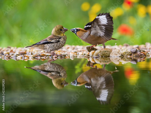 Fotografia The Hawfinch, Coccothraustes coccothraustes feeding the chicks at the waterhole in the forest