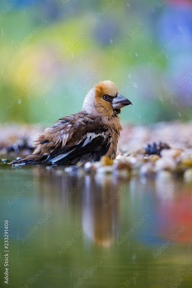 Obraz premium The Hawfinch, Coccothraustes coccothraustes is sitting at the waterhole in the forest, reflecting on the surface, preparing for the bath, colorful backgound with some flower.