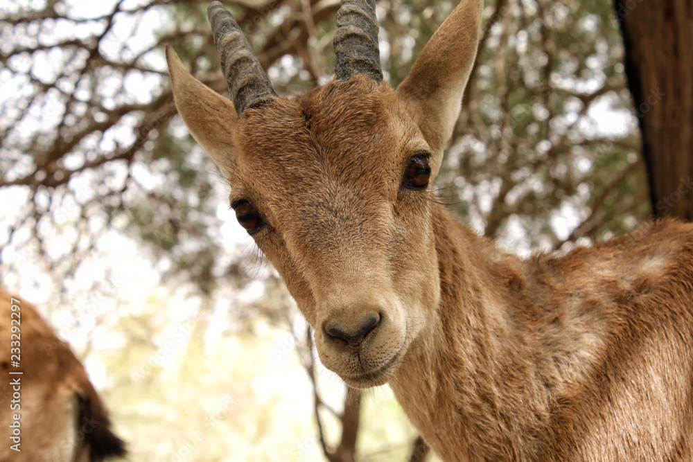 Young goat in the vicinity Young goat in the vicinity