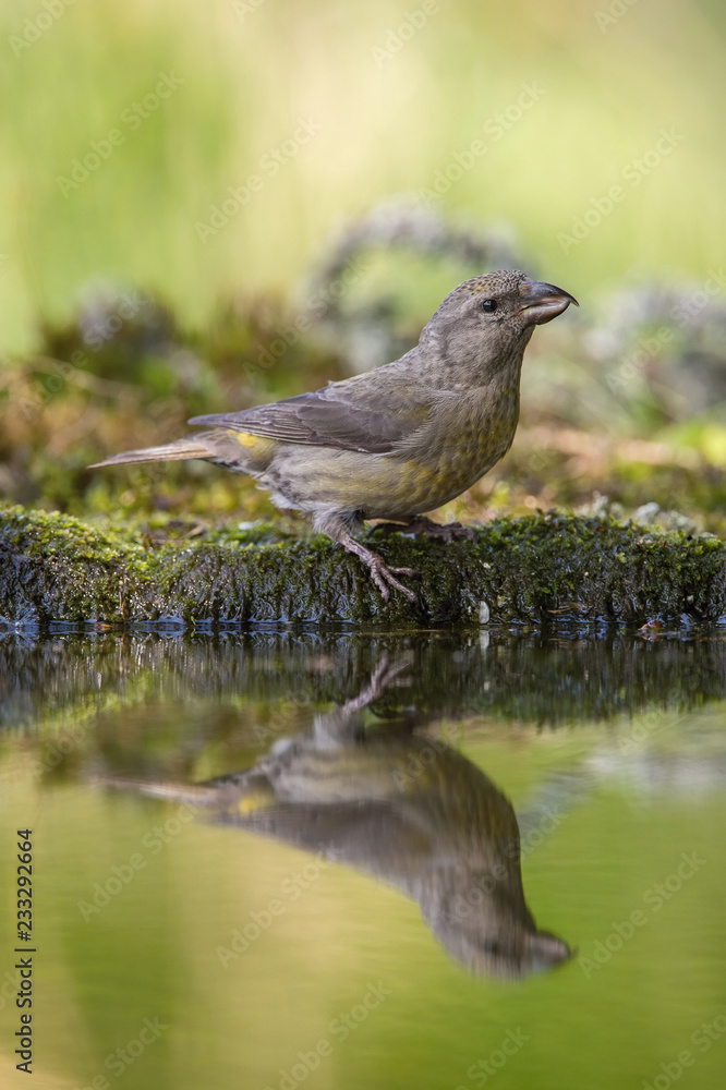 The Red Crossbill, Loxia curvirostra is sitting at the waterhole in the forest, reflecting on the surface, preparing for the bath, colorful backgound with some flower.. The Red Crossbill, Loxia curvirostra is sitting at the waterhole in the forest, reflecting on the surface, preparing for the bath, colorful backgound with some flower..