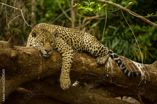 Brazilian Pantanal: The Jaguar