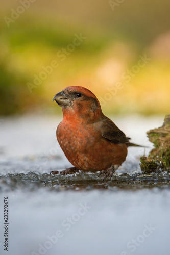 The Red crossbill sitting in winter forest environment
