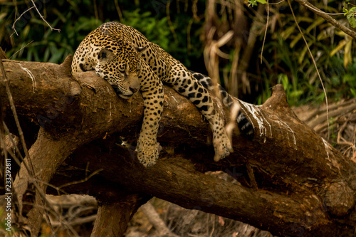 Brazilian Pantanal: The Jaguar
