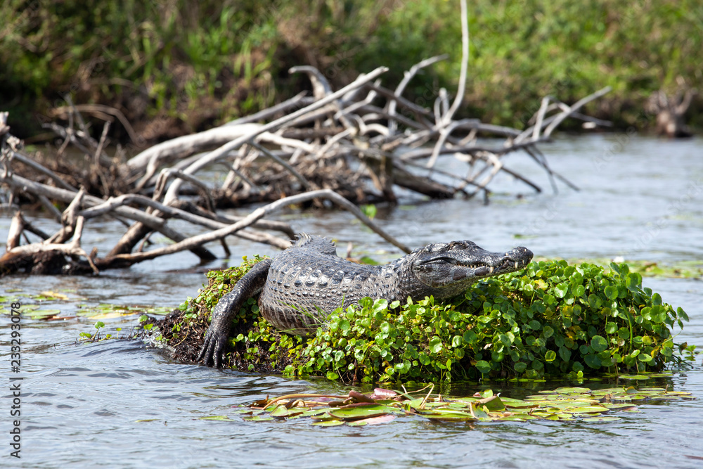 Obraz premium Dark alligator (Caiman yacare) in Esteros del Ibera, Argentina.