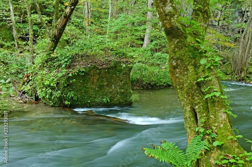 奥入瀬渓流の情景