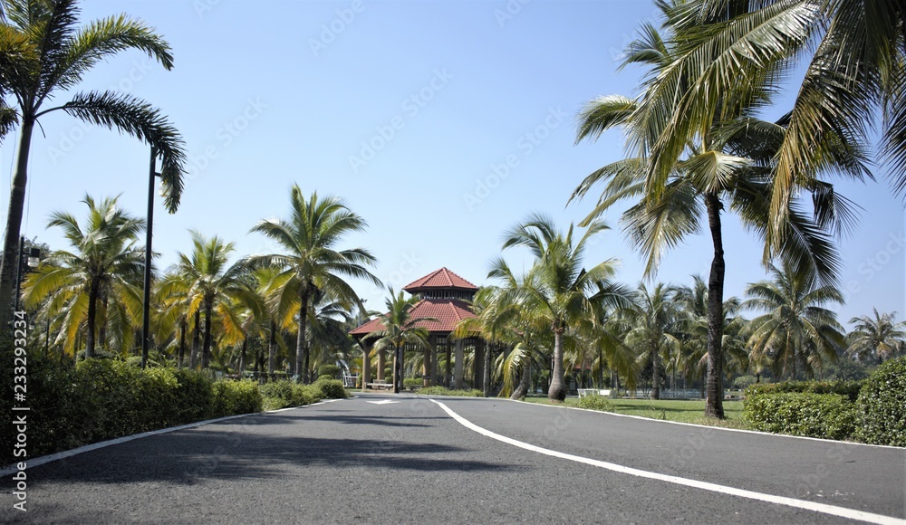 palm, tree, beach, sky, tropical