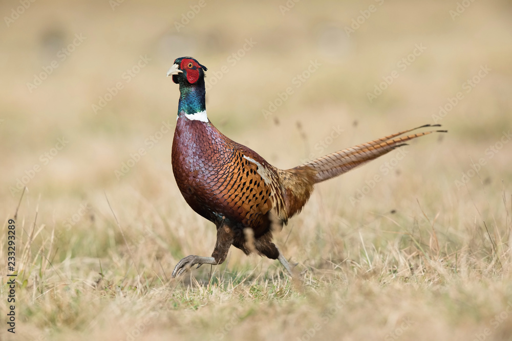 Fototapeta premium The Common Pheasant, Phasianus colchicus is standing in the grass and preparing to drink, amazing light of the sunrice, in the background is nice colorful bokeh