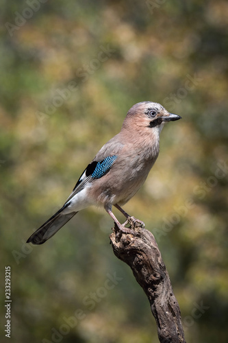 Eurasian Jay, Garrulus glandarius is sitting on the branch, colorful background and nice soft light, nice typical blue wing s feathers .. © Petr Šimon