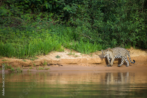 Brazilian Pantanal: The Jaguar