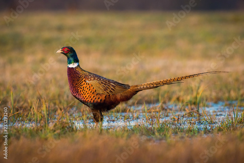 The Common Pheasant, Phasianus colchicus is standing in the grass and preparing to drink, amazing light of the sunrice, in the background is nice colorful bokeh