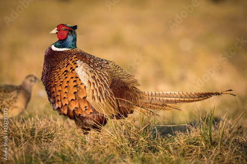 The Common Pheasant, Phasianus colchicus is standing in the grass and preparing to drink, amazing light of the sunrice, in the background is nice colorful bokeh