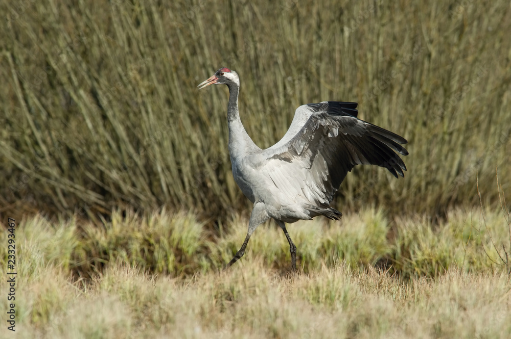 The Common Crane, Grus grus is dancing in the typical environment near the Lake Hornborga, Sweden.. The Common Crane, Grus grus is dancing in the typical environment near the Lake Hornborga, Sweden..