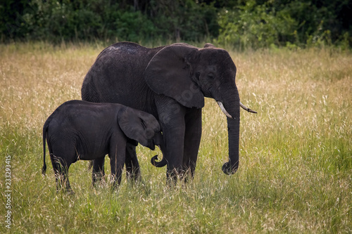 Photography The African bush elephant, Loxodonta africana is standing in the grass, king of african savanna, in the backround female with her baby