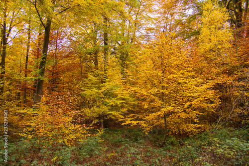 Herbstwald im Kottenforst bei Bonn