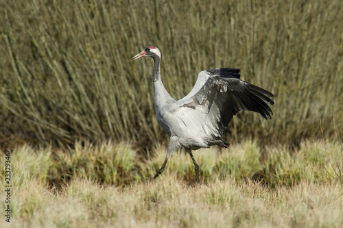 The  Common Crane   Grus grus is dancing in the typical environment near the Lake Hornborga  Sweden..