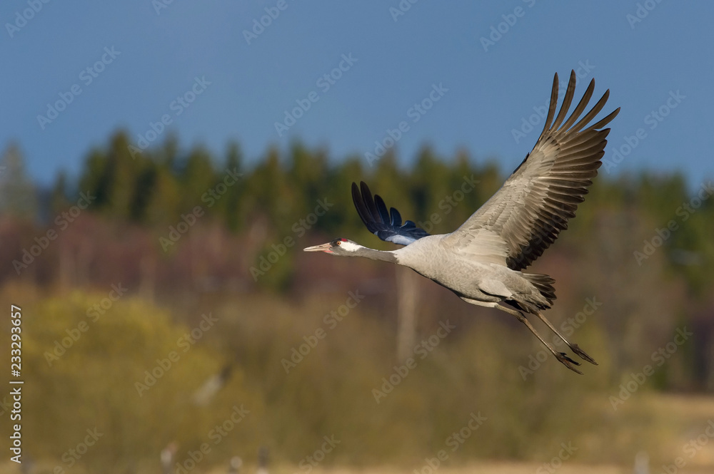 The Common Crane, Grus grus is flying in the typical environment near the Lake Hornborga, Sweden.. The Common Crane, Grus grus is flying in the typical environment near the Lake Hornborga, Sweden..