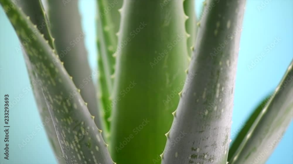 Aloe Vera closeup. Aloevera plant rotated on blue background. Natural organic renewal cosmetics, alternative medicine. Skincare concept. 4K UHD video footage. Slow motion 3840X2160 Aloe Vera closeup. Aloevera plant rotated on blue background. Natural organic renewal cosmetics, alternative medicine. Skincare concept. 4K UHD video footage. Slow motion 3840X2160