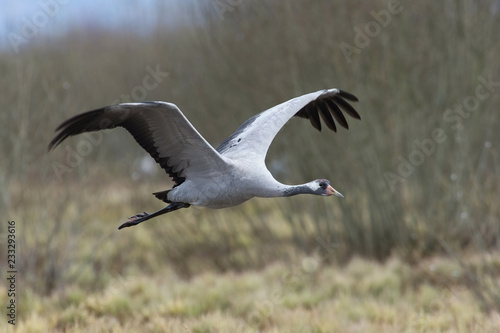 The Common Crane, Grus grus is flying in the typical environment near the Lake Hornborga, Sweden.. © Petr Šimon